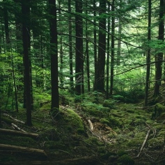 dense woodland with moss covered ground