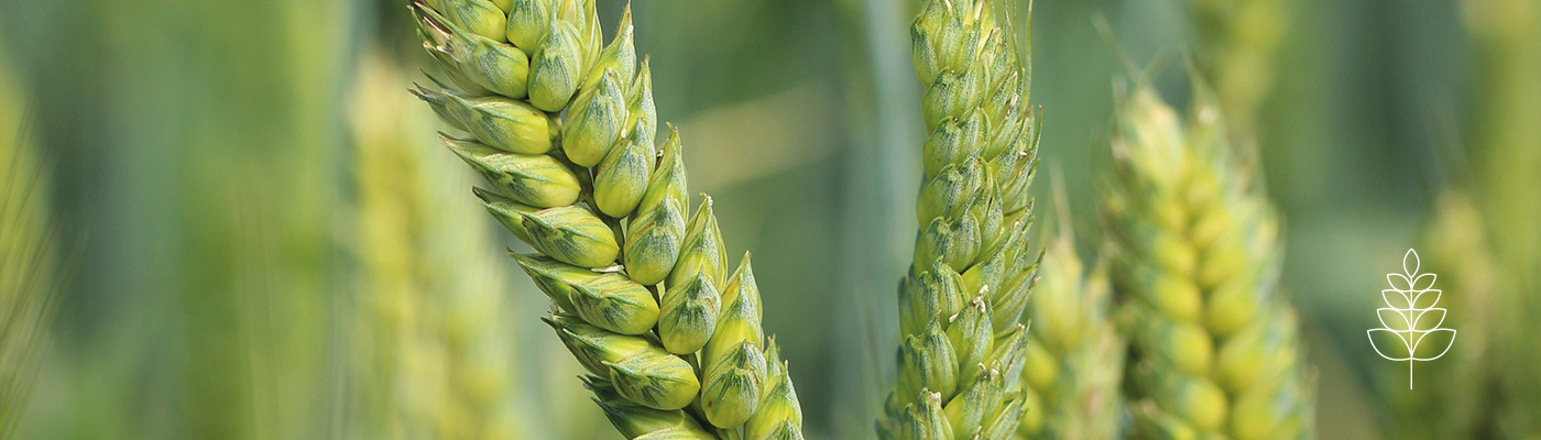 Corn in a field